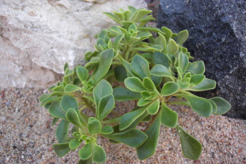 aeonium domesticum